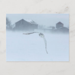 Carte Postale Hibou des neiges en vol en hiver