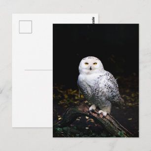 Carte Postale Hibou des neiges majestueux d'hiver
