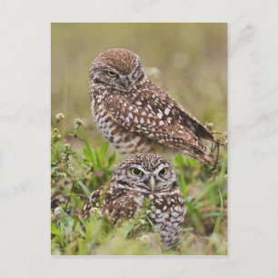 Carte Postale Hibou des terriers, Athene cunicularia, Cape Coral