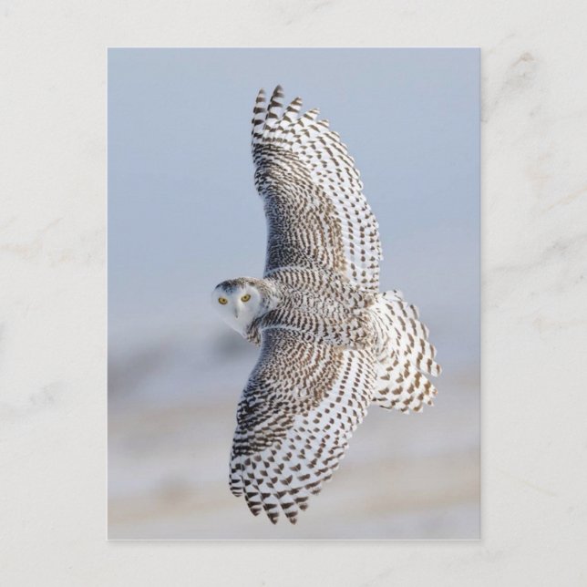 Carte Postale Hibou Harfang des neiges 3 (Devant)