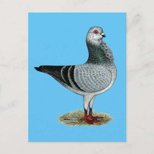 Carte Postale Hibou italien Grizzle Pigeon (Devant)