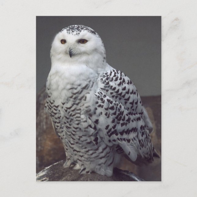Carte Postale Hibou neigeux (Devant)