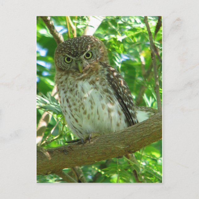 Carte Postale Hibou oiseau branche animale arbre de la nature (Devant)