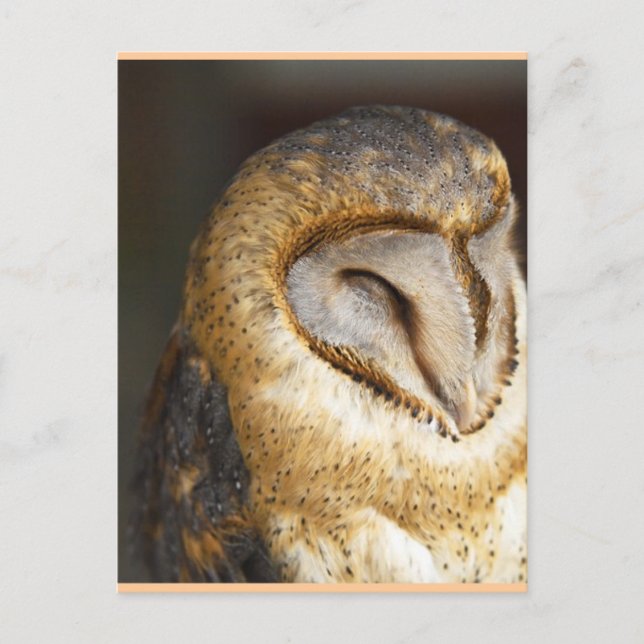 Carte Postale hibou-queue (Devant)