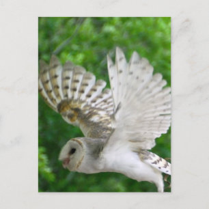 Carte Postale hibou-queue