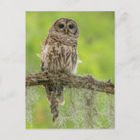Hibou rayé sur branche d'arbre