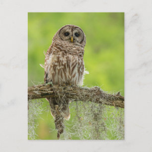 Carte Postale Hibou rayé sur une branche d'arbre