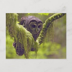 Carte Postale Hibou tacheté Strix occidentals