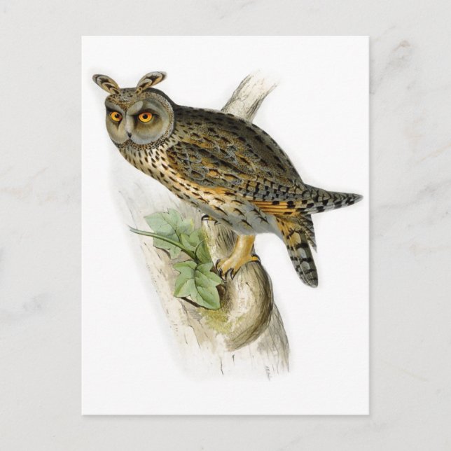 Carte Postale hibou vintage à longues oreilles asio otus (Devant)