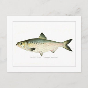 Carte Postale Hickory Shad