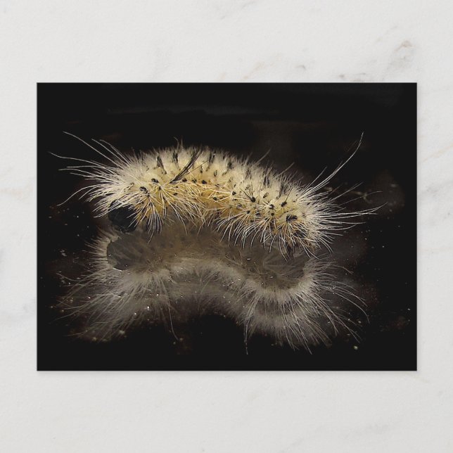 Carte Postale Hickory Tussock Caterpillar (Devant)
