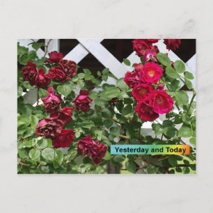 Carte Postale Hier et aujourd'hui