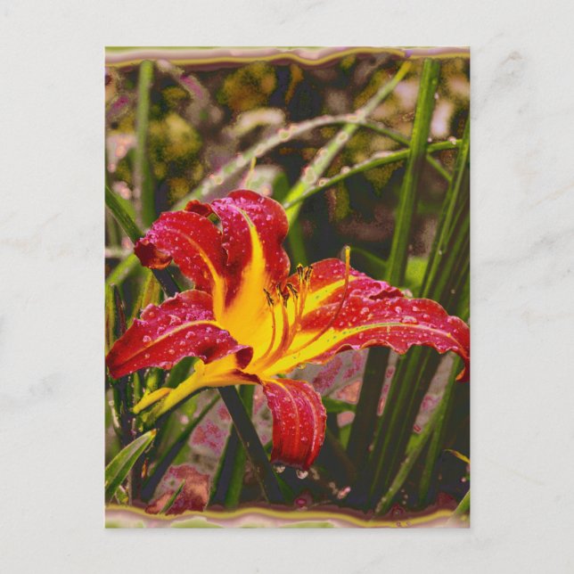 Carte Postale Hier Lily Après La Pluie (Devant)