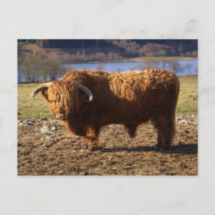 Carte Postale Highland Cattle Bull, Écosse