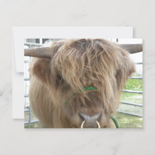 Carte Postale Highland Cow