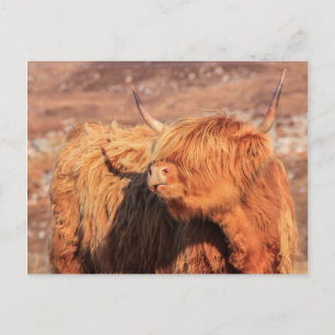 Carte postale Highland Cow