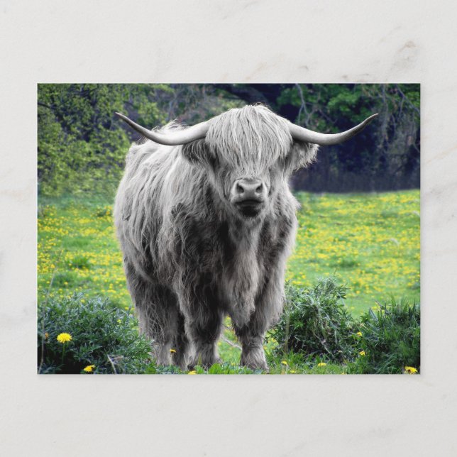 Carte Postale Highland Cow Scotland Russe (Devant)