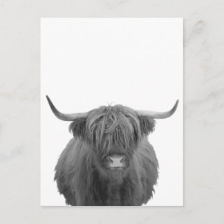 Carte Postale Highland Cow Scotland Russe Noir Blanc
