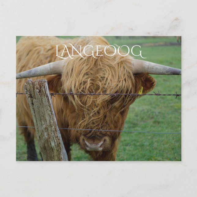 Carte Postale Highland Steer, île Langeoog, îles frisonnes (Devant)