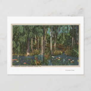 Carte Postale Highlands County, FL - Vue sur Highlands Hammock