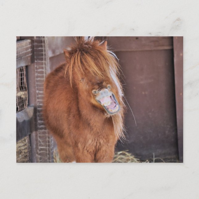 Carte Postale Hilarious Horsey (Devant)