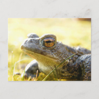 Carte Postale Hill End Toad