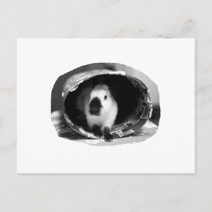 Carte Postale Himalaya Rabbit BW Photo ronde en boîte