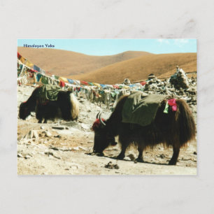 Carte postale Himalayan Yaks