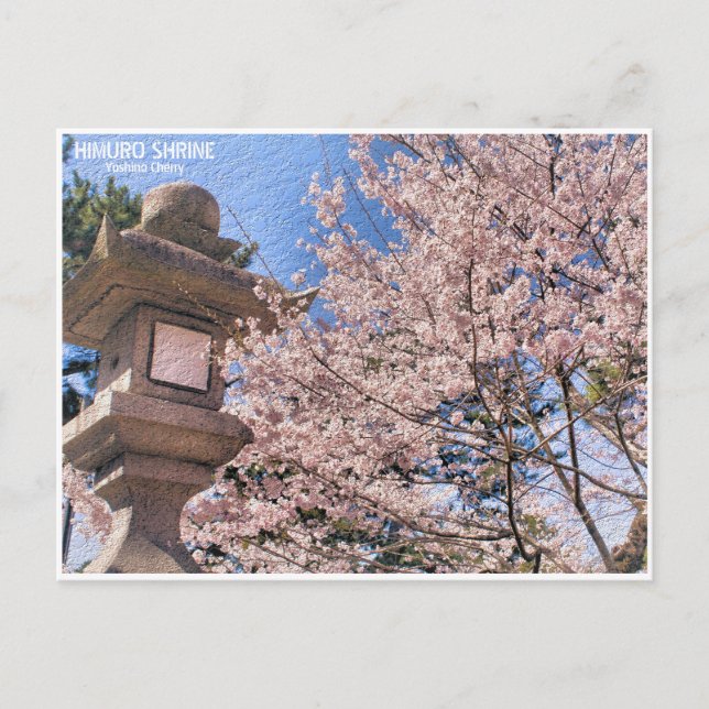 Carte Postale Himuro Shrine (Yoshino Cherry) ポストカード (Devant)
