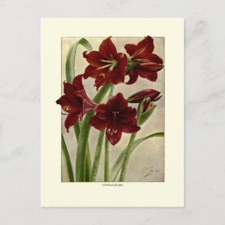 Carte Postale Hippeastrums (Amaryllis)