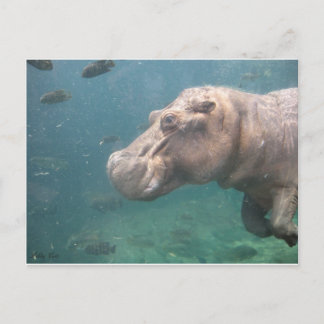 carte postale hippo