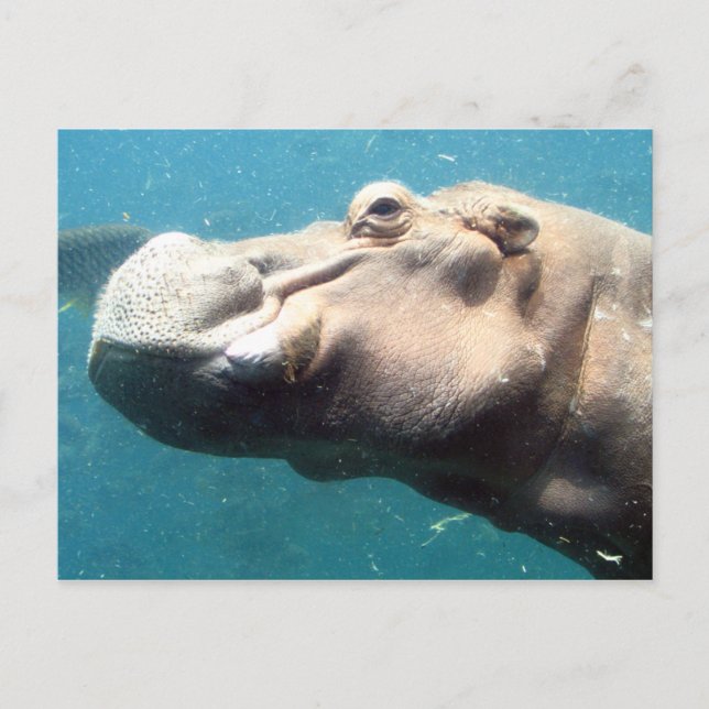 Carte postale Hippo (Devant)