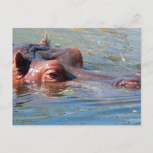 Carte postale Hippo (Devant)