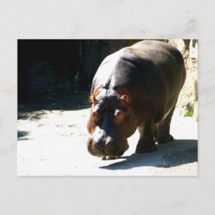 Carte Postale Hippo