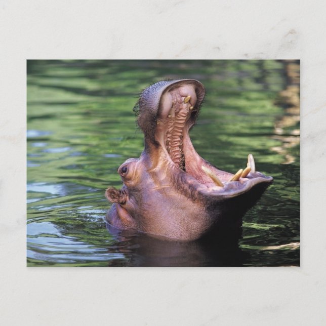 Carte Postale Hippo affamé (Devant)