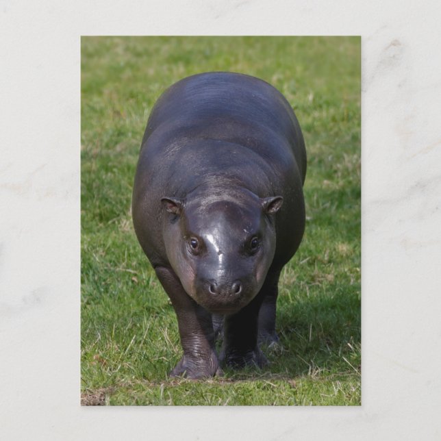 Carte postale Hippo bébé (Devant)