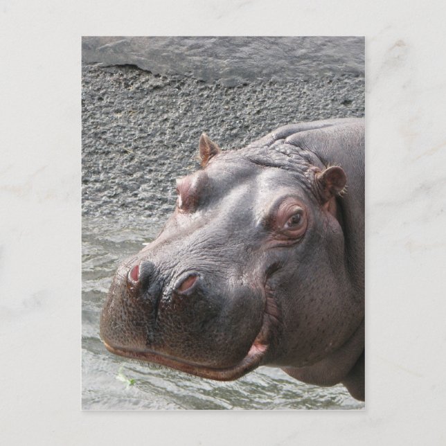 Carte Postale Hippo coquin ! (Devant)
