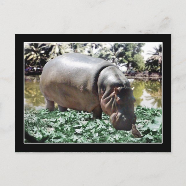 Carte Postale Hippo & Oiseaux (Devant)
