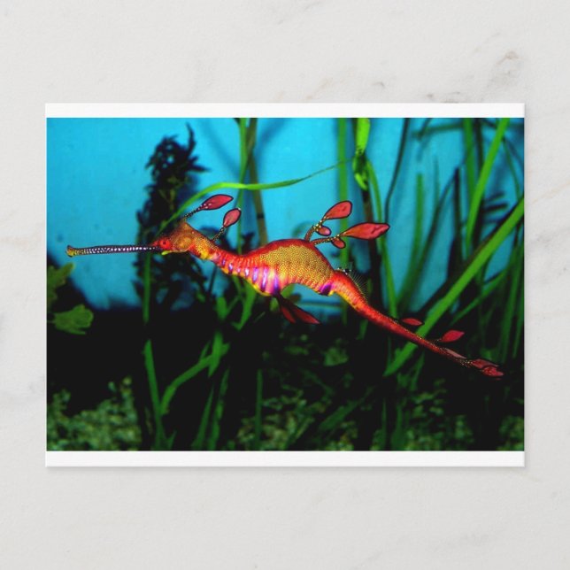 Carte Postale hippocampe (Devant)