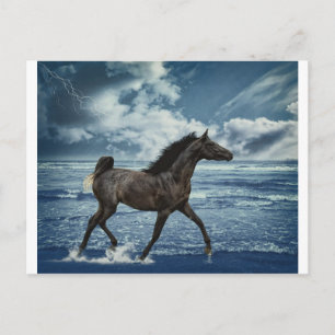 Carte Postale Hippocampe
