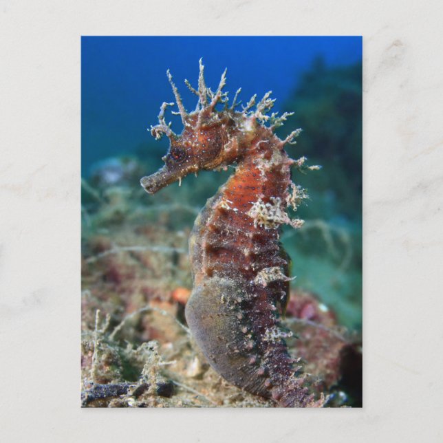 Carte Postale Hippocampe | Hippocampus Ramulosus (Devant)