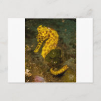 Hippocampe jaune