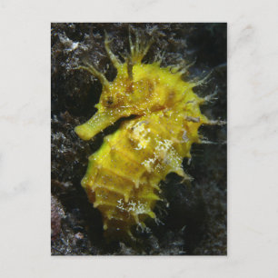 Carte Postale Hippocampe jaune   Hippocampus Guttulatus