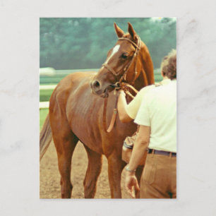Carte Postale Hippocampe Thoroughbred Affirmé 1978
