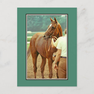 Carte Postale Hippocampe Thoroughbred Affirmé 1978