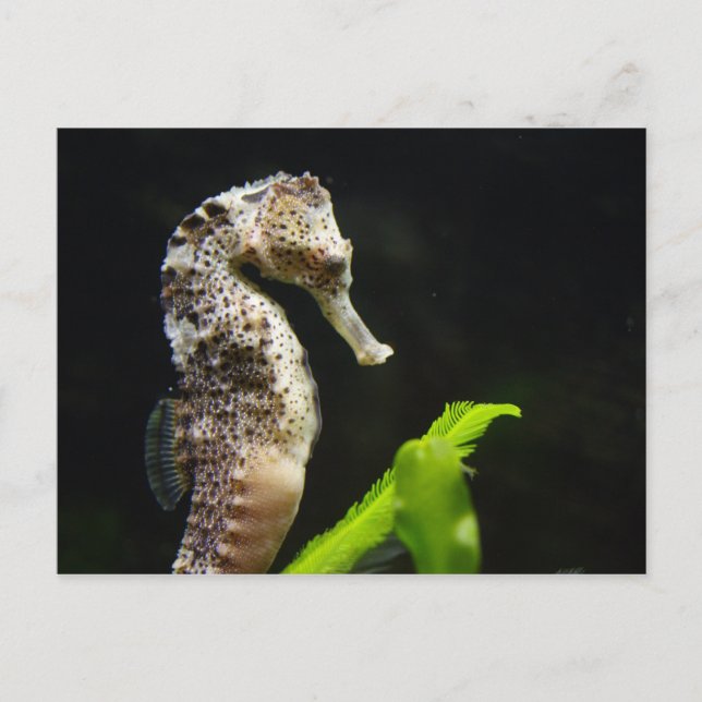 Carte Postale Hippocampus (Devant)