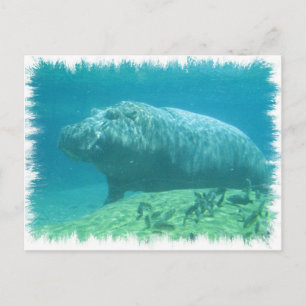 Carte postale Hippopatumus Habitat