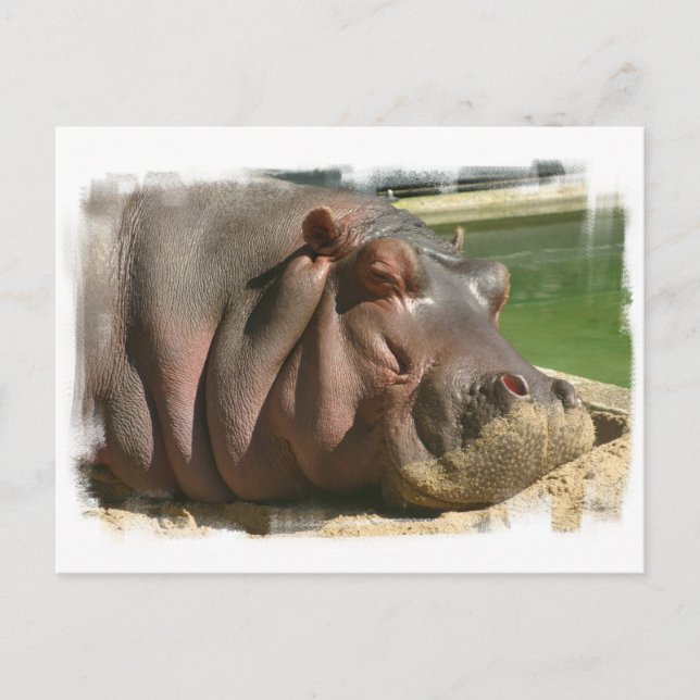 Carte postale Hippopotame (Devant)
