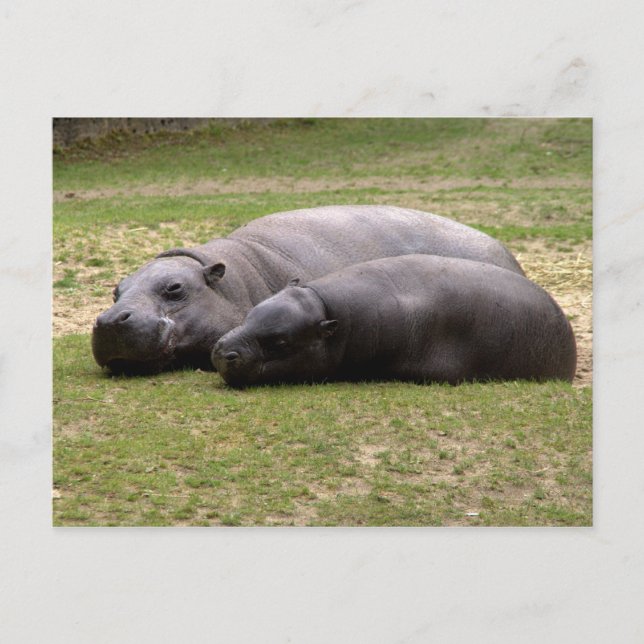 Carte Postale Hippopotame (Devant)