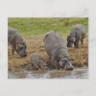 Carte Postale Hippopotame, Hippopotamus amphibius, Serengeti